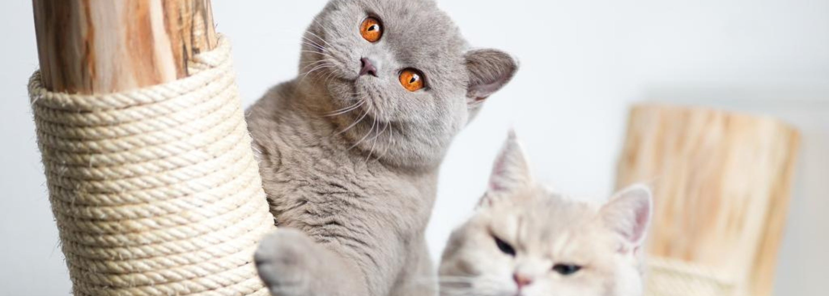 Zwei Katzen auf einem handgefertigten Naturkratzbaum aus Echtholz