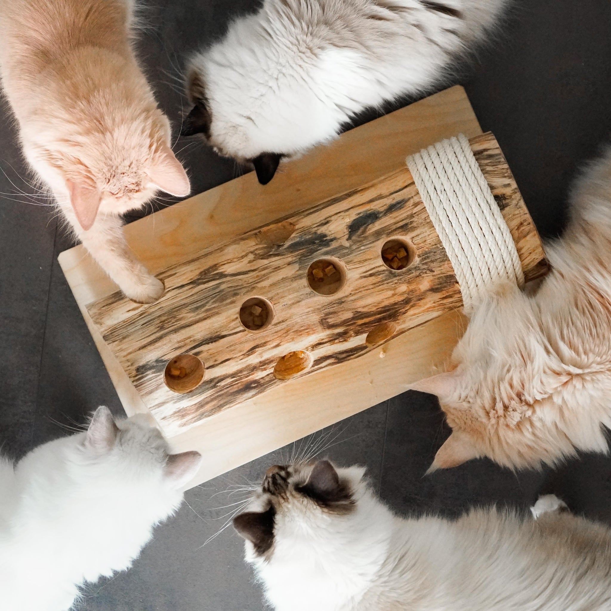5 Katzen spielen mit dem Naturspielzeug