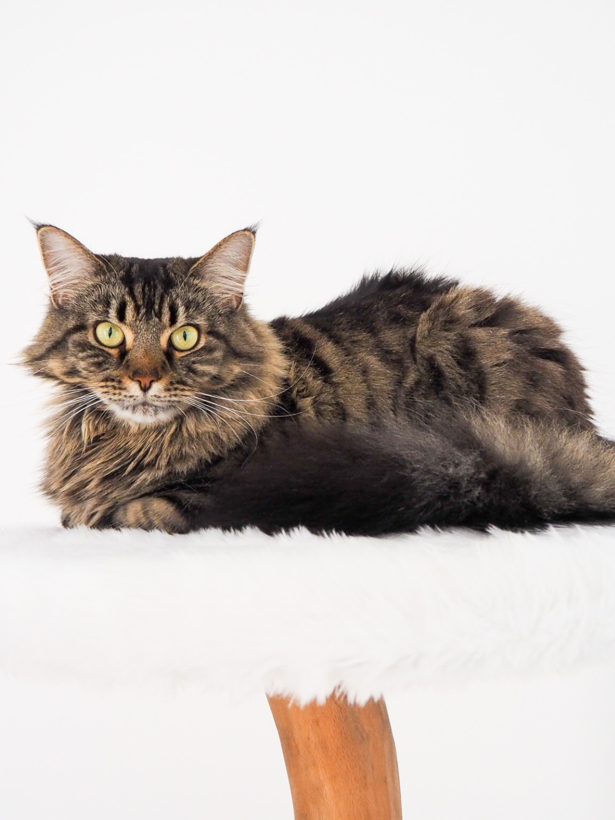 Nala, die Katze der Kratzbaumwerftgründer