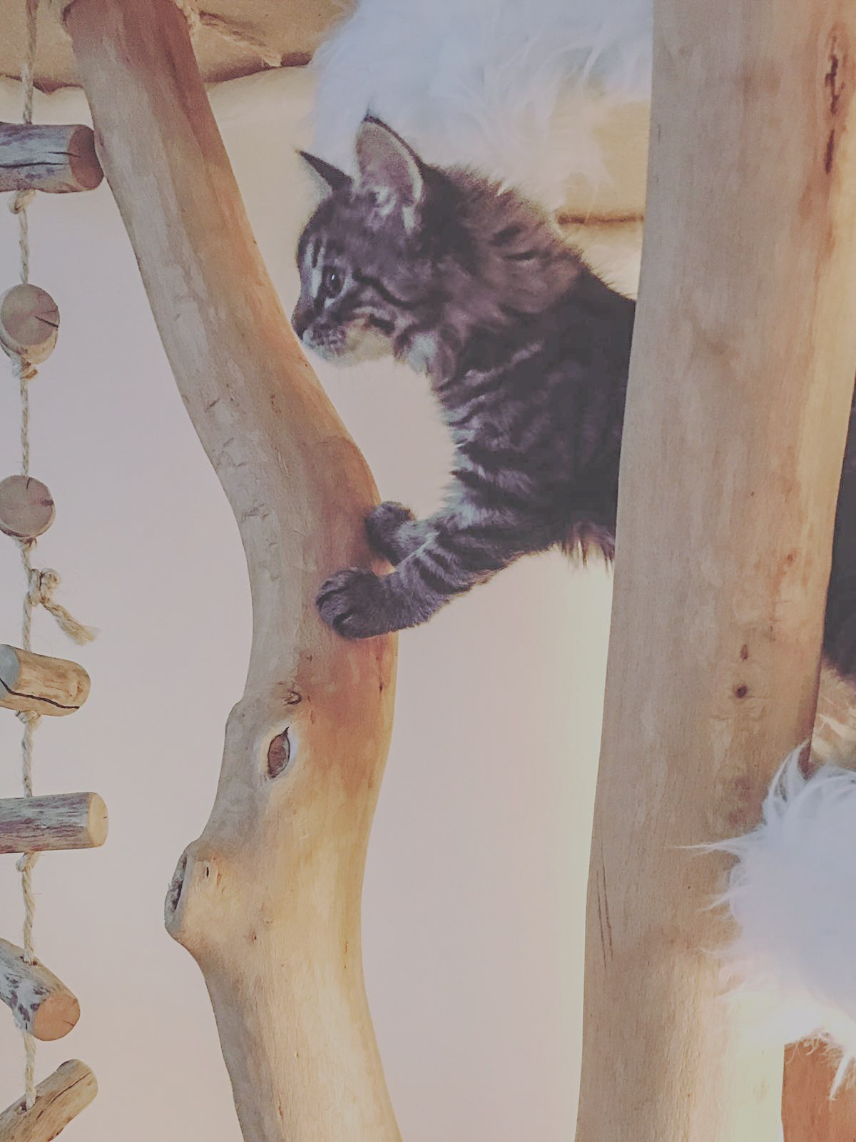 Nala auf dem ersten Kratzbaum der Kratzbaumwerft