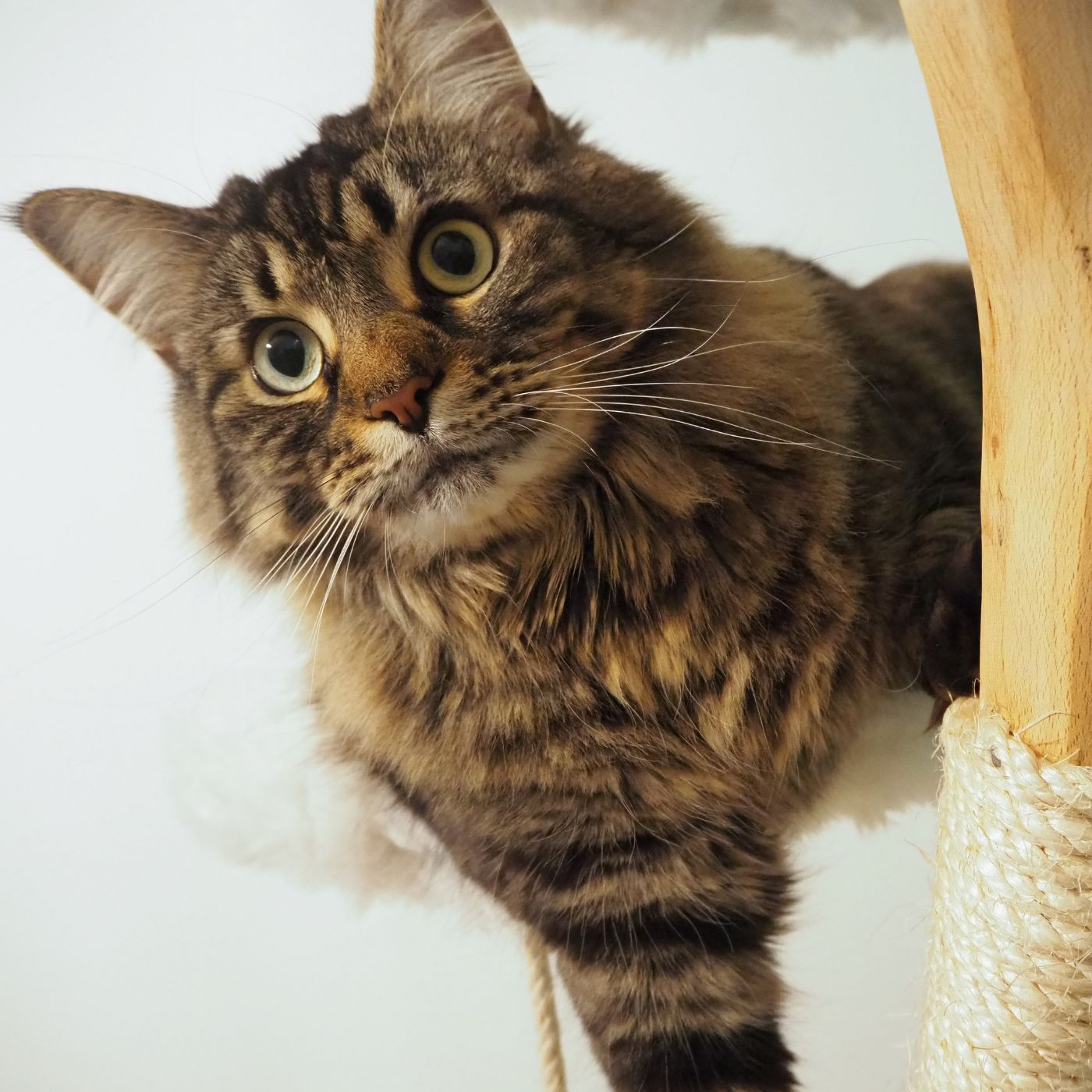 Nala, die Katze der Gründer der Kratzbaumwerft