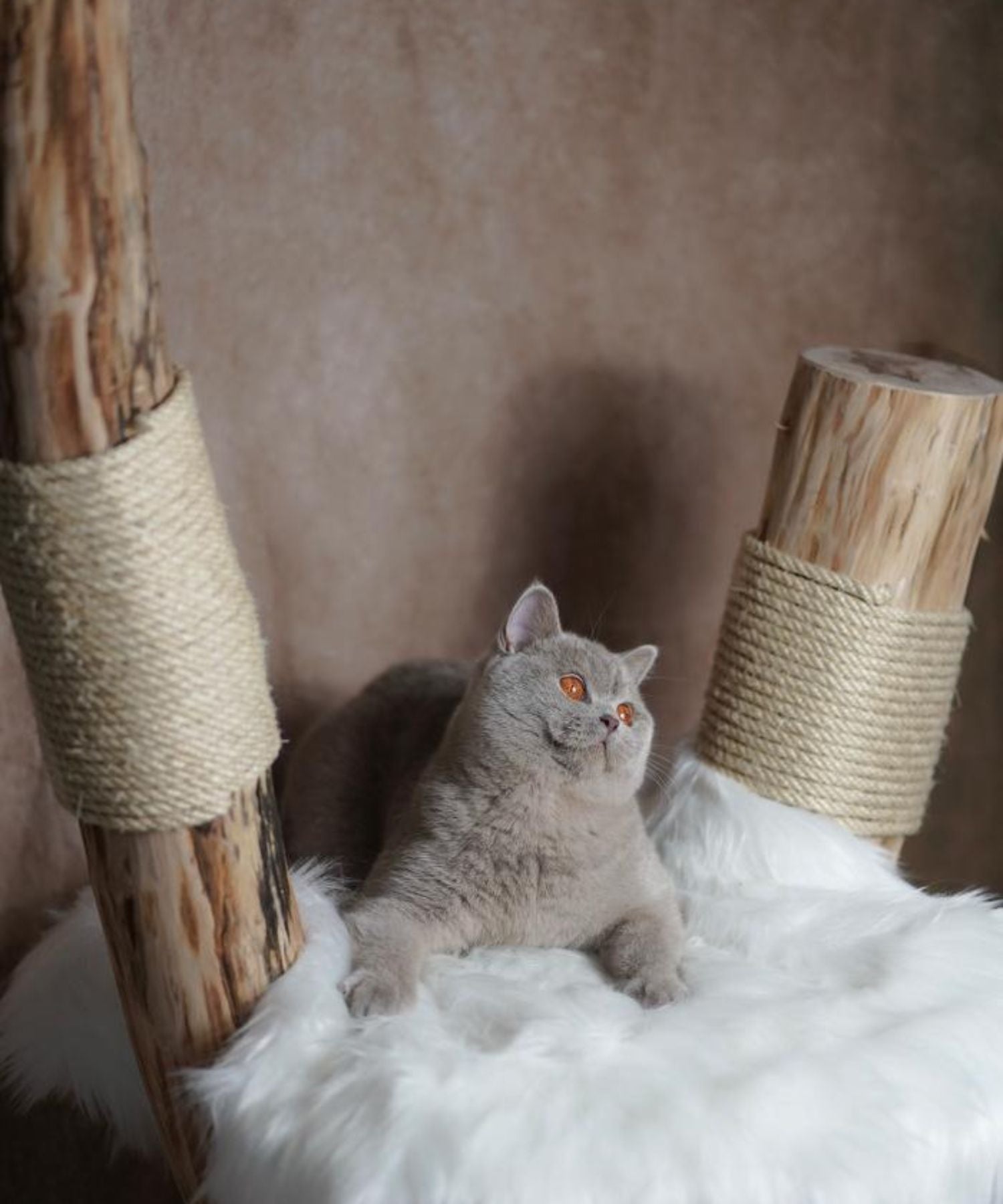 Eine Katze liegt auf einem Naturkratzbaum der Kratzbaumwerft