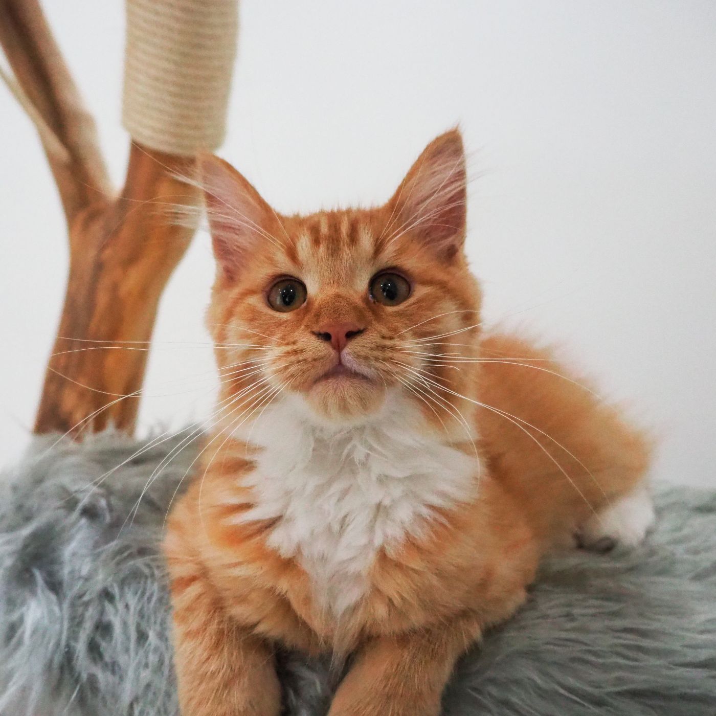 Jola, eine Katze der Gründer, auf einem Naturkratzbaum