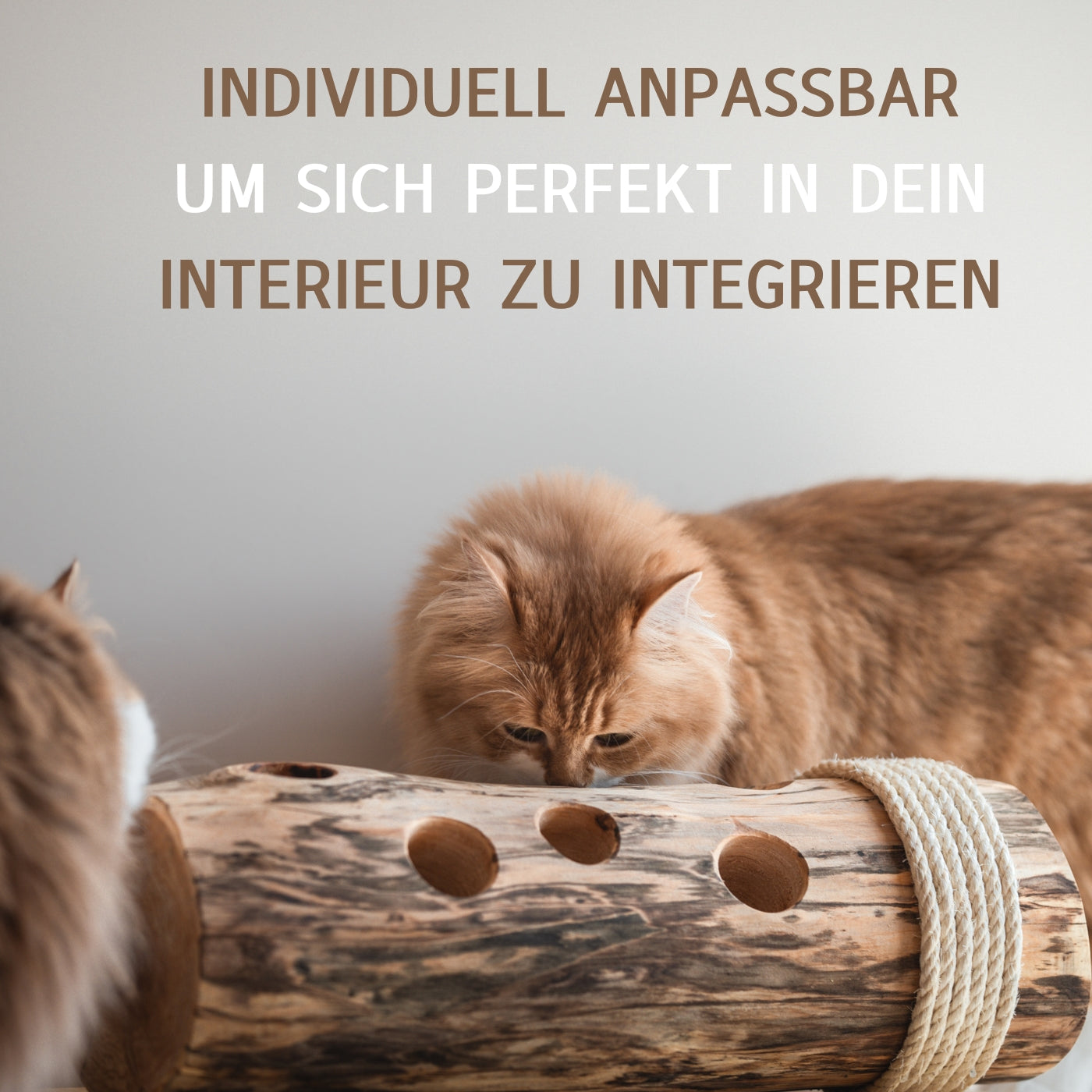 Zwei Katzen spielen mit dem Fummelstamm der Kratzbaumwerft