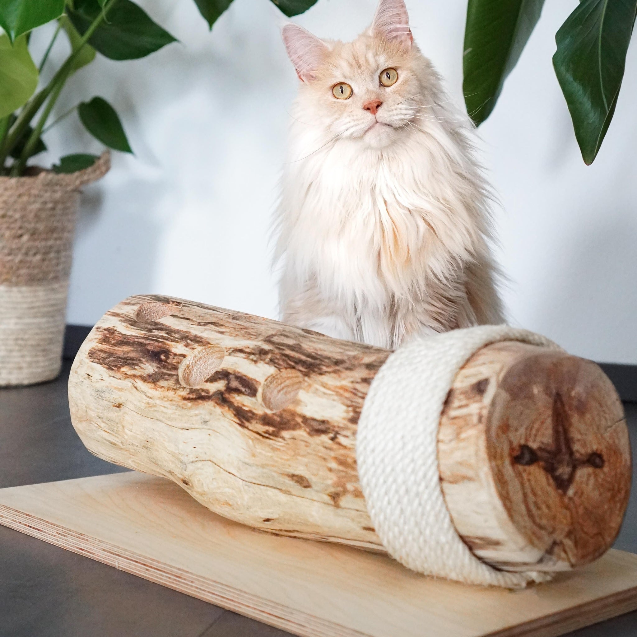 Eine Katze sitzt hinter einem Naturspielzeug