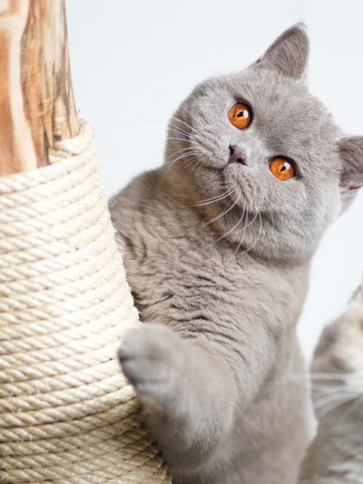 Katze kratzt an einem mit Sisalseil umwickelten Naturholzstamm