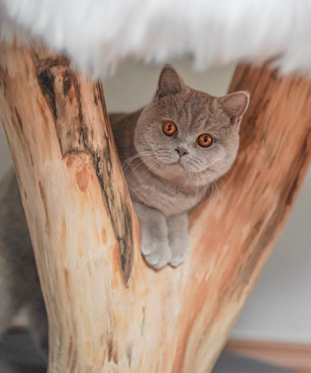 Eine Katze guckt zwischen zwei Stämmen hindurch