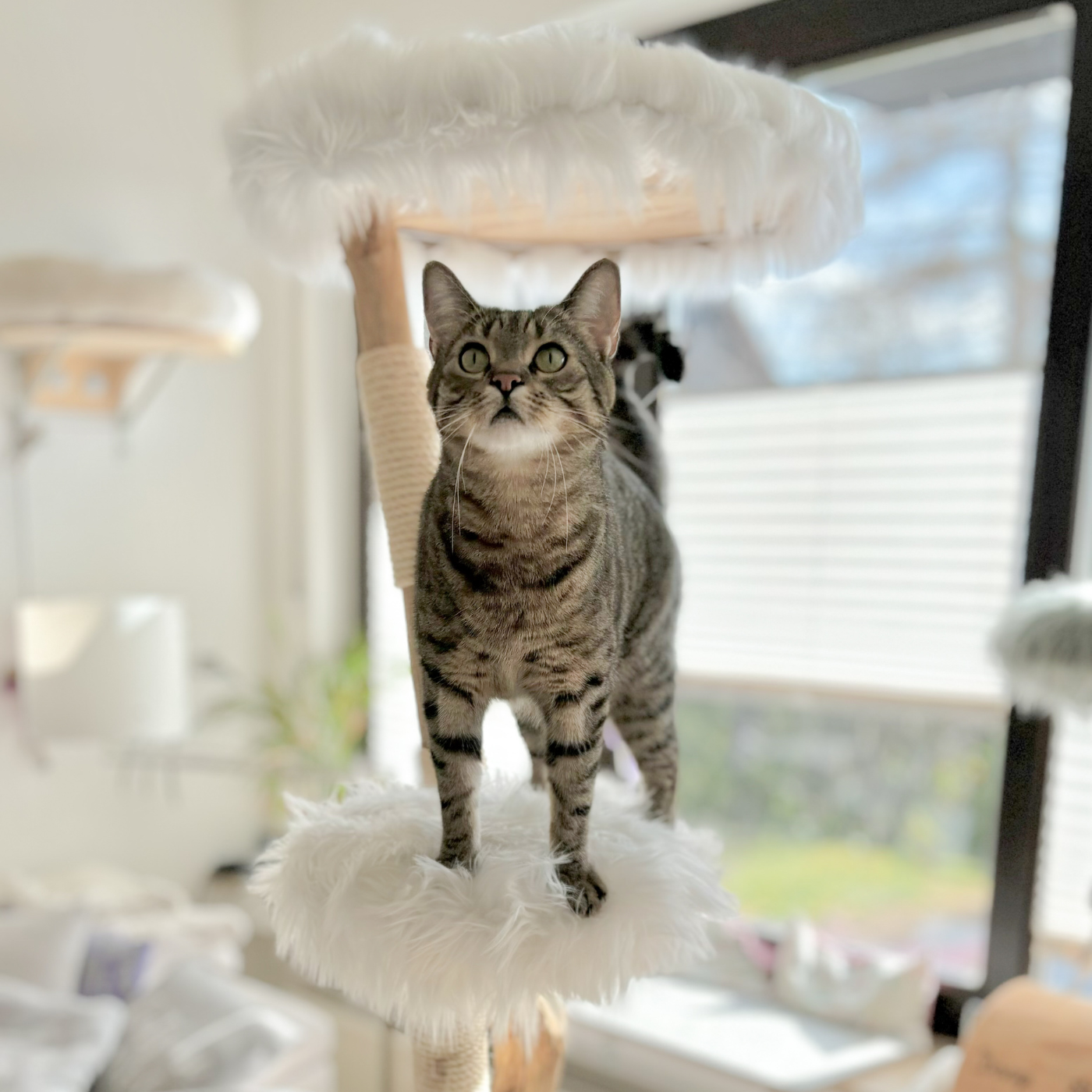 Eine Katze steht auf einem Naturkratzbaum der Firma Kratzbaumwerft