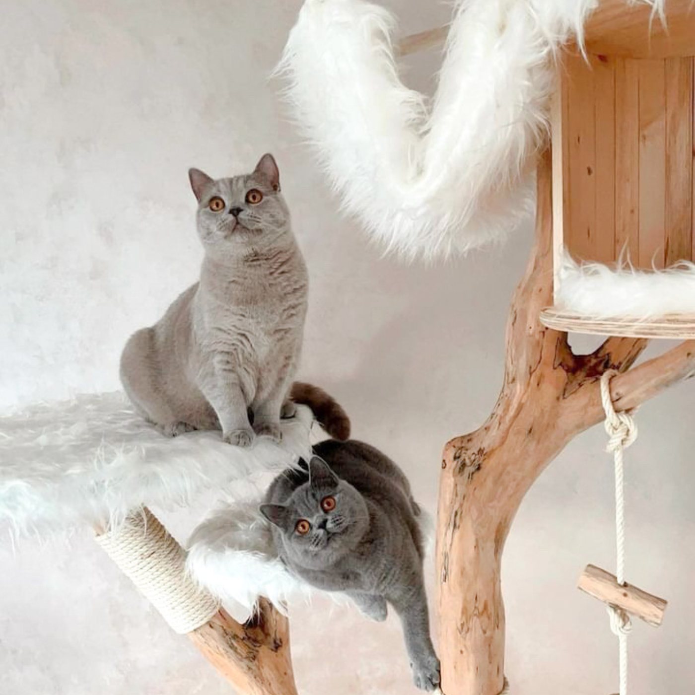 zwei Katzen liegen auf einem Naturkratzbaum der Firma Kratzbaumwerft