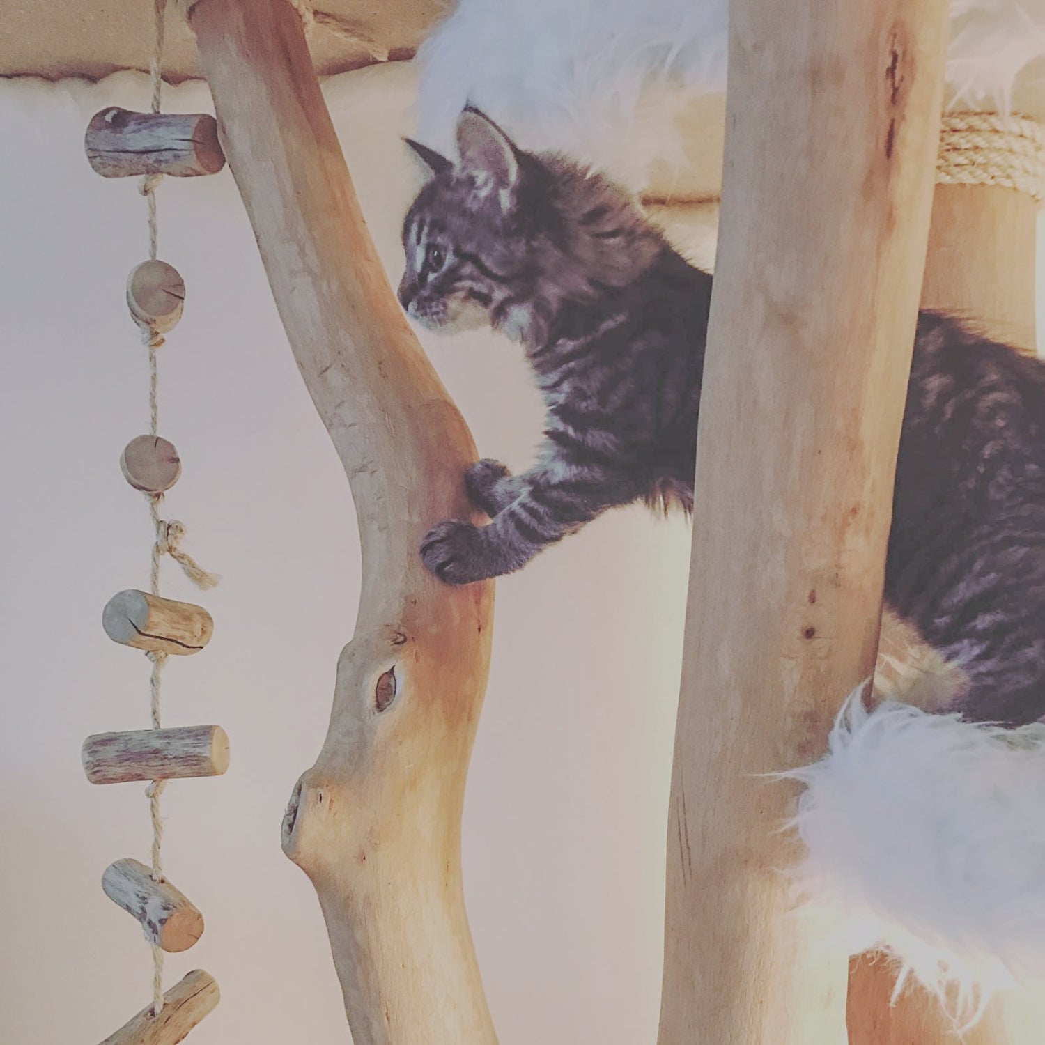Nala auf unserem ersten Naturkratzbaum