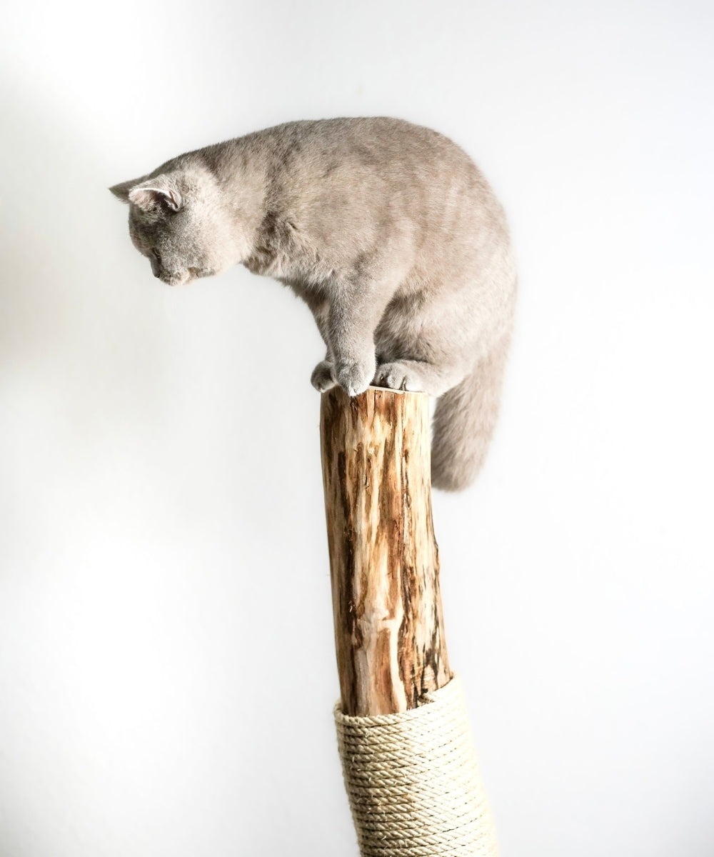 Eine Katze balanciert auf einem Kratzstamm