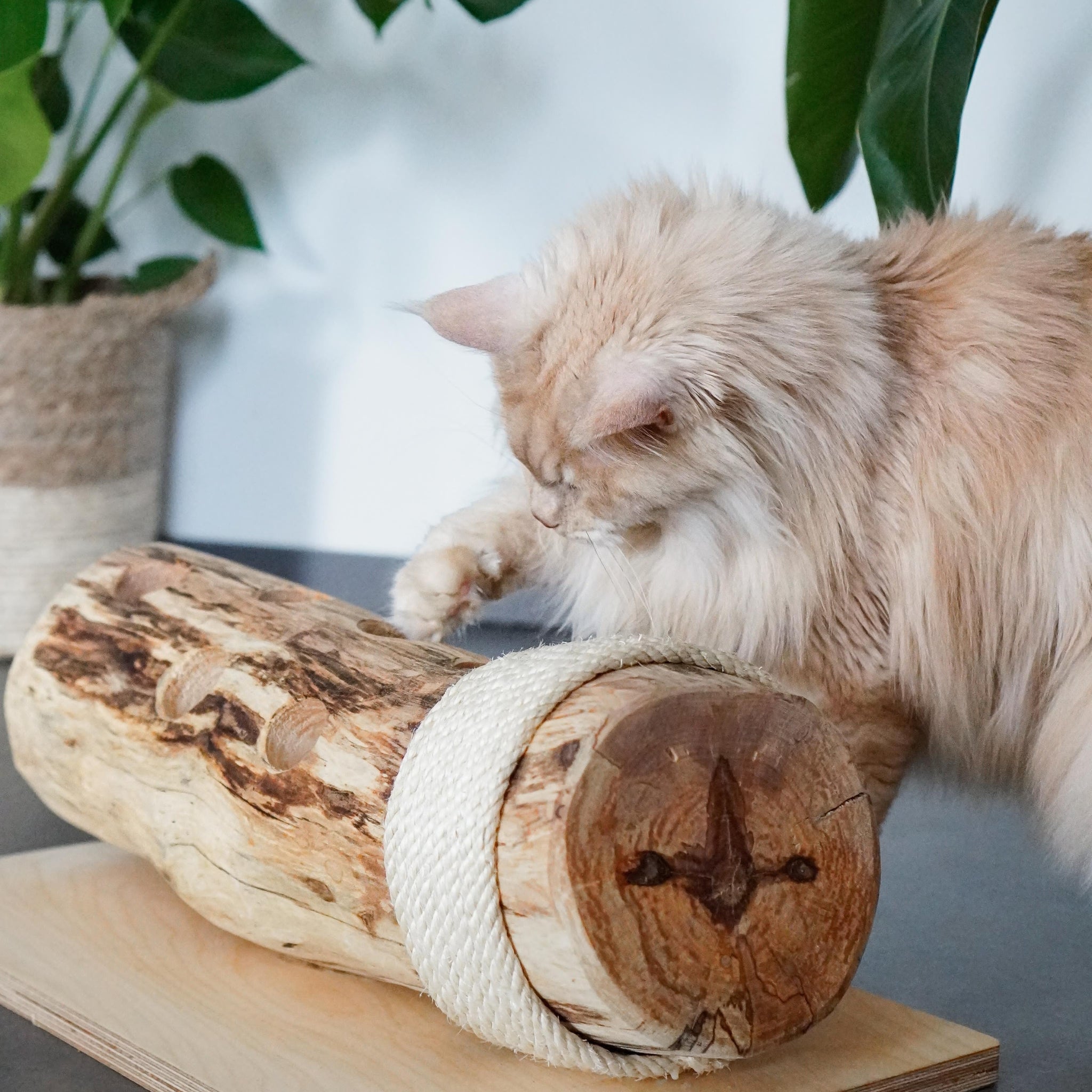 Eine Katze spielt mit unserem Naturspielzeug